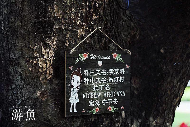 小猫钓鱼正版下载中文版